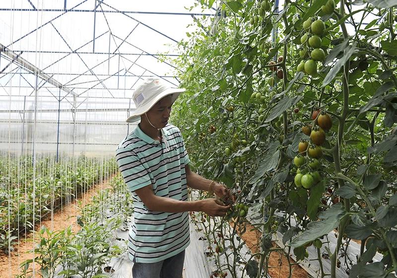 Mô hình trồng cà chua sạch ứng dụng công nghệ cao tại trang trại Định Farm ở thành phố Đà Lạt (Lâm Đồng). Ảnh: Duy Linh.