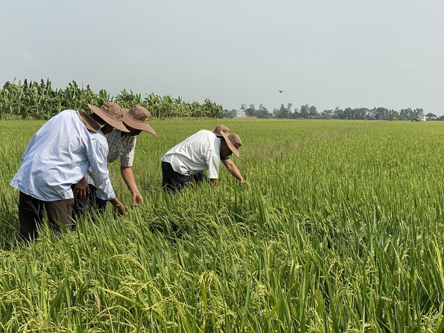Hiện nay thu hoạch chính vụ, tất cả các cánh đồng đều thu hoạch, và các tỉnh đều thu hoạch cùng thời điểm nên giá lúa đang giảm so với giai đoạn trước - Ảnh: VGP/Đỗ Hương