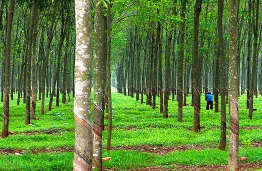 Giá đền bù đất trồng cây cao su dự kiến tăng kể từ 2025.