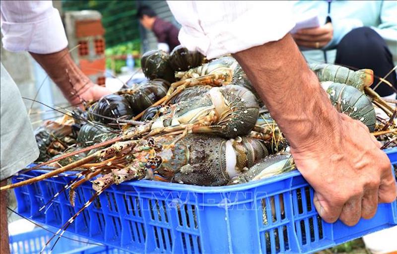 Trung Quốc vẫn là thị trường nhập khẩu lớn nhất đối với sản phẩm tôm hùm của Việt Nam.