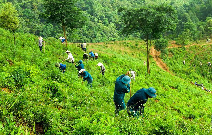 Việt Nam đã giảm được 10,3 triệu tấn phát thải các-bon nhờ trồng rừng, tái tạo rừng.