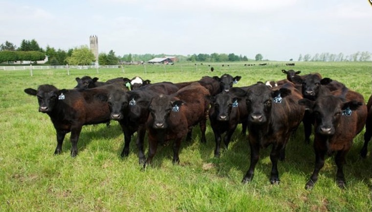 OCFB là nhà sản xuất rộng nhất trong chương trình sản xuất thịt bò tại Canada, mỗi năm khoảng 325.000 gia súc.