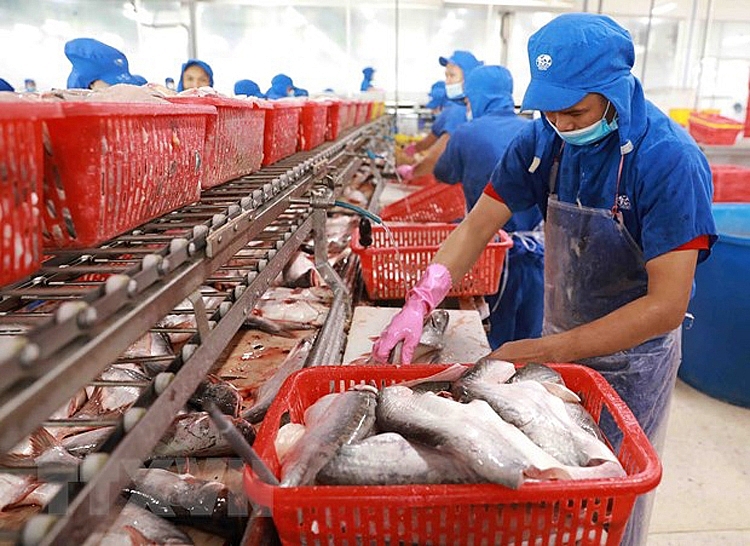 Nhiều tiềm năng cho xuất khẩu cá tra Việt Nam sang một số thị trường nhỏ như Thái Lan, UAE và Đức...