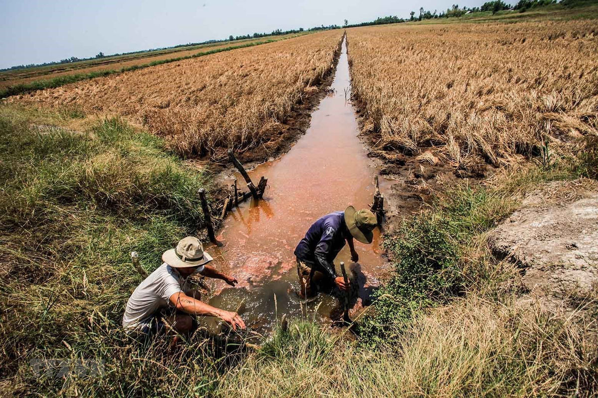 Xâm nhập mặn ở các cửa sông Cửu Long có xu thế giảm dần; riêng trên sông Vàm Cỏ, Cái Lớn, Cái Bé xâm nhập mặn duy trì ở mức cao đến giữa tháng 5, sau đó giảm dần.