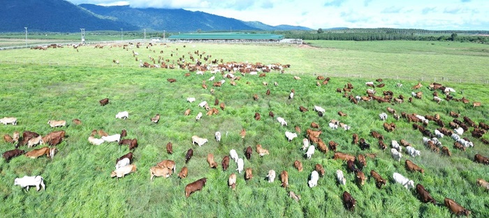 Trang trại bò của THACO AGRI ở Khu liên hợp Ia Puch.