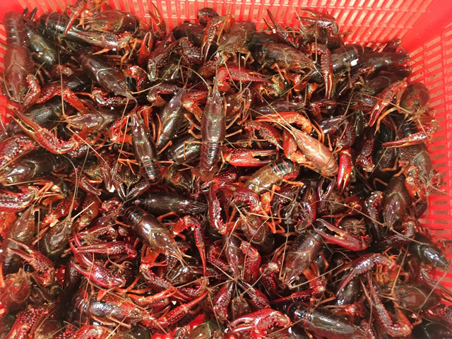 Tôm hùm đất (Procambarus clarkii) không có tên trong danh mục loài thủy sản được phép kinh doanh tại Việt Nam. Ảnh: internet