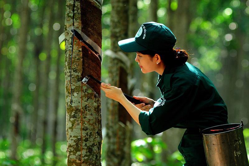 Thời điểm thực hiện EUDR đang đến rất gần, trong đó, gỗ, cà phê, cao su là 3 ngành hàng của Việt Nam bị tác động lớn nhất.