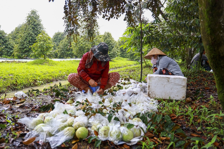 Sản lượng nhiều loại trái cây chủ lực tăng trong năm nay đã góp phần quan trọng vào sự tăng trưởng mạnh của xuất khẩu rau quả - Ảnh: VGP/Đỗ Hương