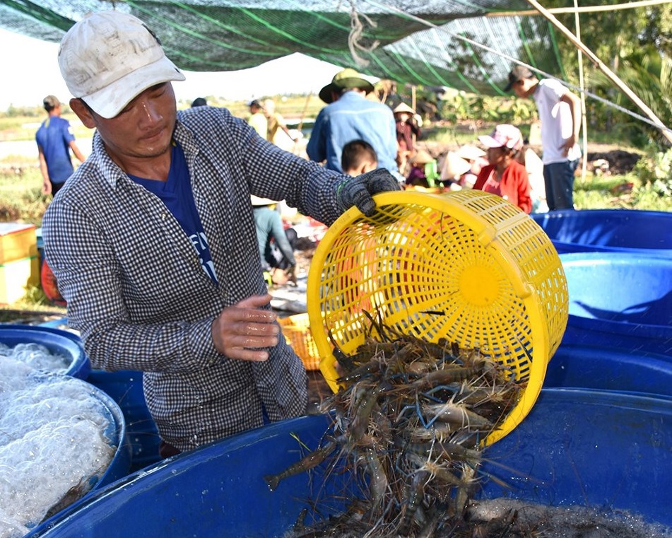 Không có chợ đầu mối nên nông dân tự vận chuyển tôm để bán cho thương lái. Ảnh: K.T