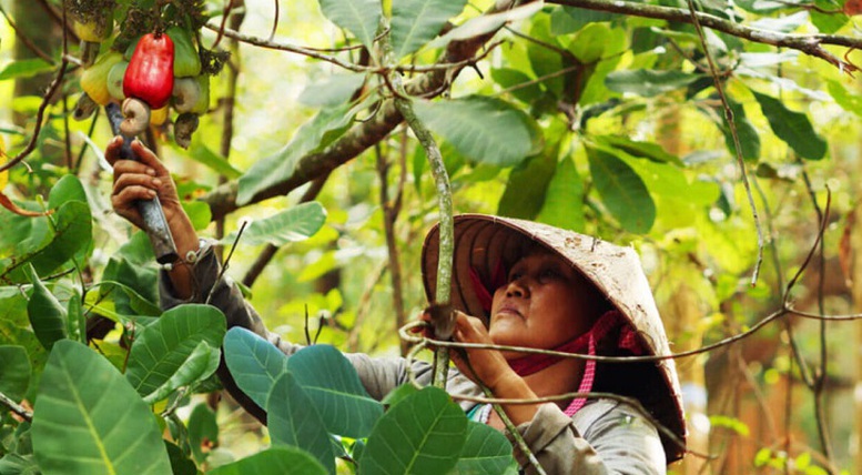 Xuất khẩu hạt điều của Việt Nam sang 3 khu vực thị trường là châu Á, châu Mỹ, châu Âu đều tăng trưởng tốt.