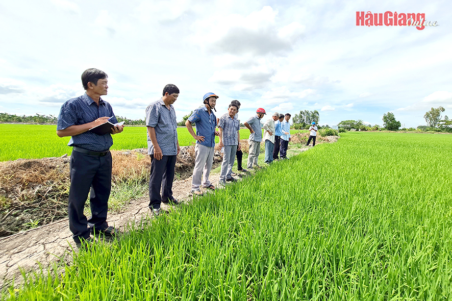 Các HTX chuyên canh lúa luôn quan tâm đổi mới mô hình canh tác, nâng cao chất lượng để đáp ứng nhu cầu thị trường. Ảnh: T.Trúc