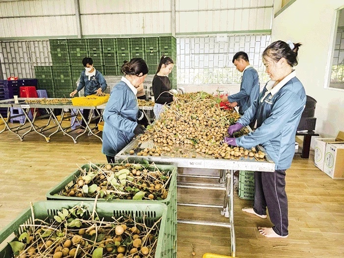 Sơ chế trái thanh nhãn tại Hợp tác xã nông nghiệp công nghệ cao Sông Hậu ở huyện Cờ Ðỏ, TP Cần Thơ. Ảnh: Khánh Trung