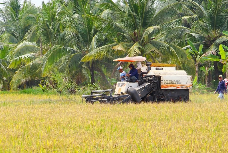 Vụ Đông Xuân này, thương lái kéo dài ngày thu hoạch lúa hơn so với mọi năm. Ảnh: Nguyên Khang