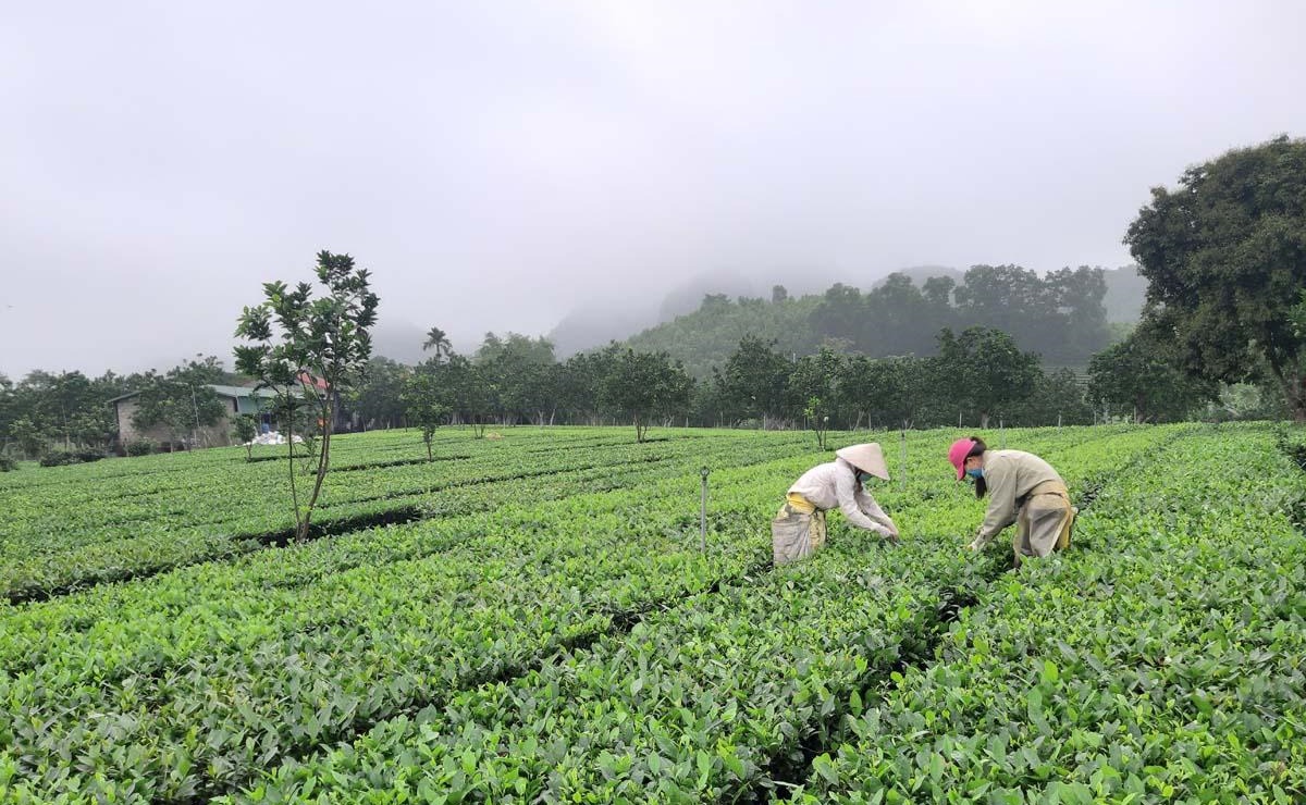 Phát triển kinh tế dưới tán rừng gắn góp phần bảo vệ môi trường sinh thái, bảo tồn đa dạng sinh học, giảm thiểu tác động của biến đổi khí hậu.