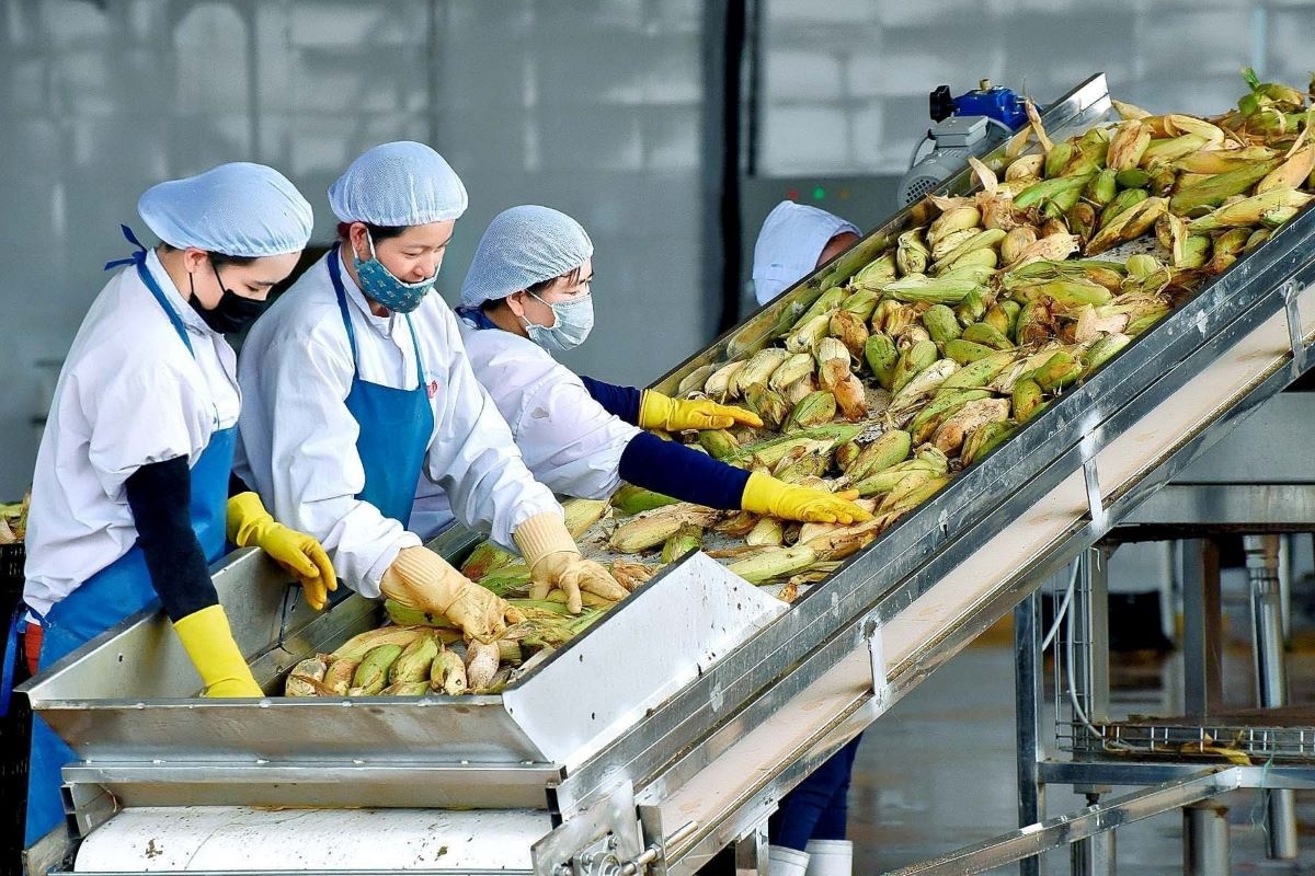 Sản xuất lương thực luôn duy trì được đà tăng trưởng khá.