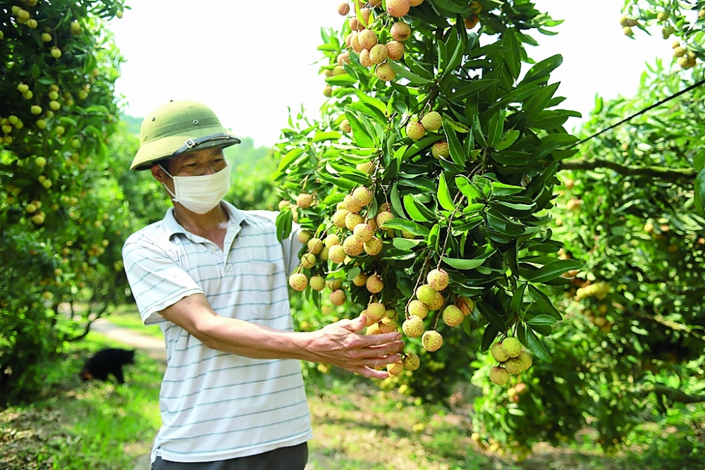 Vụ vải thiều 2025 được đánh giá là được mùa, sản lượng dự kiến đạt 303.000 tấn. Ảnh: XT.