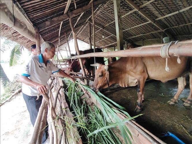Từ nguồn vốn chính sách, nhiều hộ dân ở tỉnh Bến Tre đầu tư chăn nuôi phát triển kinh tế thoát nghèo bền vững (ảnh: Ngân hàng CSXH Bến Tre)