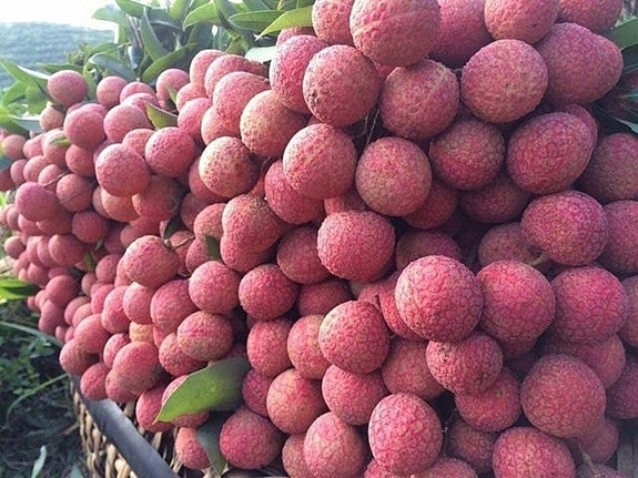 Doanh thu từ vải thiều mang lại cho người dân, doanh nghiệp và các dịch vụ phụ trợ trên địa bàn Bắc Giang ước đạt khoảng 6.000 – 7.000 tỉ đồng mỗi năm. Ảnh minh họa: Internet