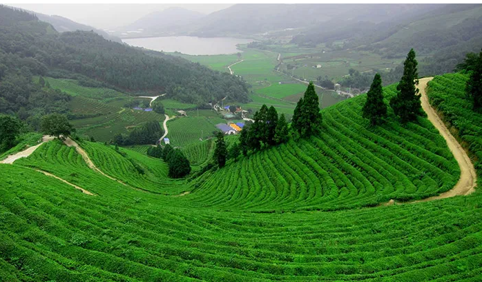 Thái Nguyên hợp tác với các sàn thương mại điện tử để đưa sản phẩm nông sản Thái Nguyên vươn xa không chỉ ở thị trường trong nước mà còn hướng tới thị trường xuất khẩu.