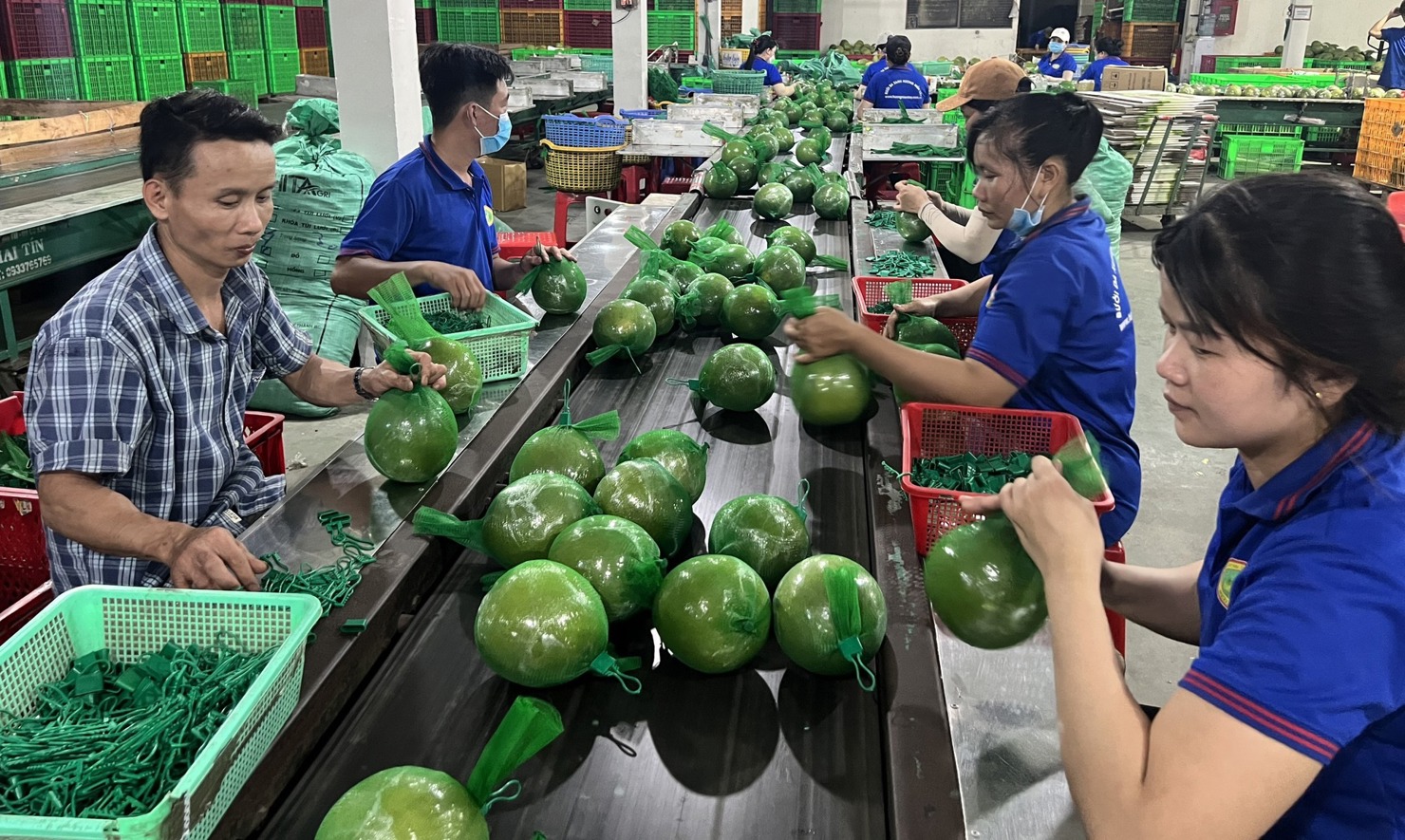 Sản phẩm từ nông nghiệp của Vĩnh Long sẽ vươn xa (ảnh: Trung tâm Xúc tiến Thương mại Vĩnh Long)