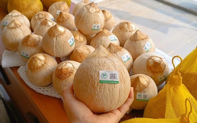Nếu như năm 2010, kim ngạch xuất khẩu dừa chỉ đạt 180 triệu USD thì đến năm 2024 đã đạt gần 1,1 tỷ USD, mở ra giai đoạn tăng trưởng mạnh mẽ. Ảnh minh họa: Internet.