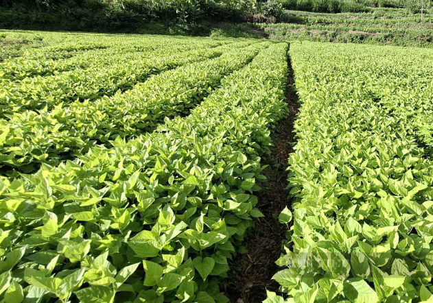 Mô hình trồng dâu, nuôi tằm đang mang lại thu nhập cho người nông dân huyện Bảo Lạc (Cao Bằng).