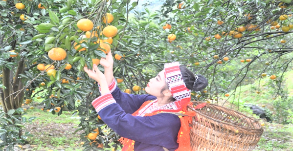 Tuyên Quang đảm bảo thực hiện thành công Tổng điều tra nông thôn, nông nghiệp năm 2025.