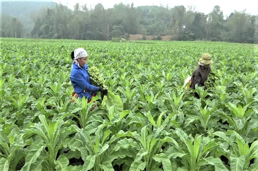 Cao Bằng quyết tâm hoàn thành Tổng điều tra nông thôn, nông nghiệp 2025.