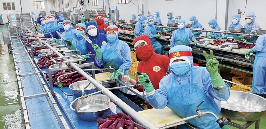 Một doanh nghiệp chuyên xuất khẩu rau củ quả của tỉnh Lâm Đồng