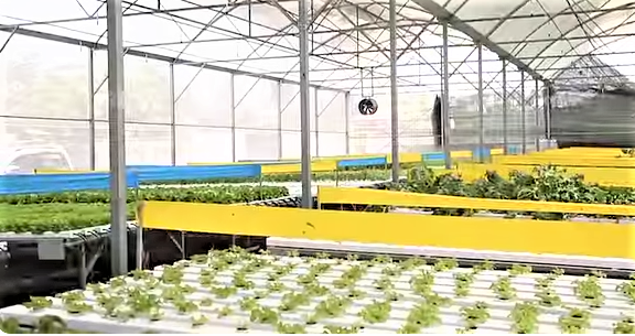 Sản xuất nông nghiệp sạch phát triển như mô hình chủ đạo trong sản xuất nông nghiệp.