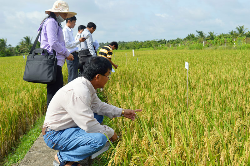 Bộ Nông nghiệp và Môi trường luôn ưu tiên kinh phí nghiên cứu khoa học cho các đề tài, dự án chọn tạo giống cây trồng mới có khả năng thích ứng với điều kiện biến đổi khí hậu.