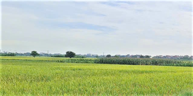Sản xuất lúa gạo theo Đề án mang lại lợi ích về kinh tế và môi trường cho khu vực Đồng bằng sông Cửu Long