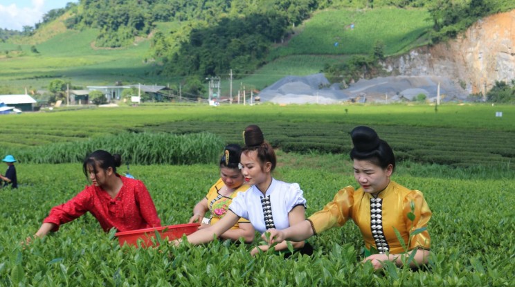 Đồng bào vùng cao Sơn La phát triển kinh tế từ cây chè.