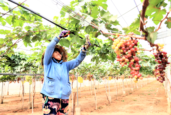 Khu nông nghiệp hữu cơ công nghệ cao chuyên trồng nho và các sản phẩm nông nghiệp sạch an toàn ở ở xã Thuận Quý, huyện Hàm Thuận Nam, tỉnh Bình Thuận. Ảnh: TTXVN