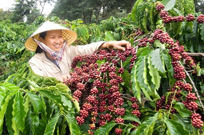Sơn La có diện tích và sản lượng cà phê chè (Arabica) lớn nhất cả nước. (ảnh: Internet))