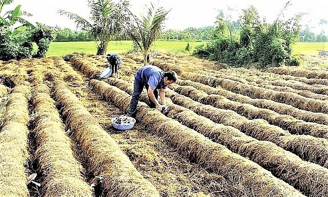 Trong thời gian tới, cần biến phụ phẩm nông nghiệp thành tài nguyên tái tạo. Nguồn: Internet