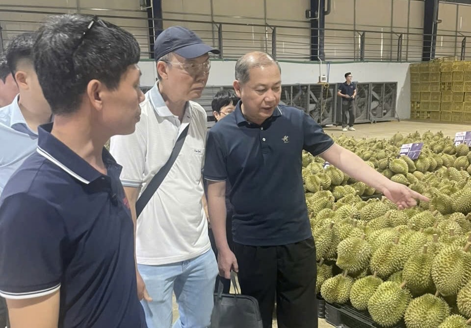 Đoàn công tác của Tổng cục Hải quan Trung Quốc kiểm tra tại cơ sở đóng gói sầu riêng ở Lâm Đồng. Ảnh: Ngọc Hà