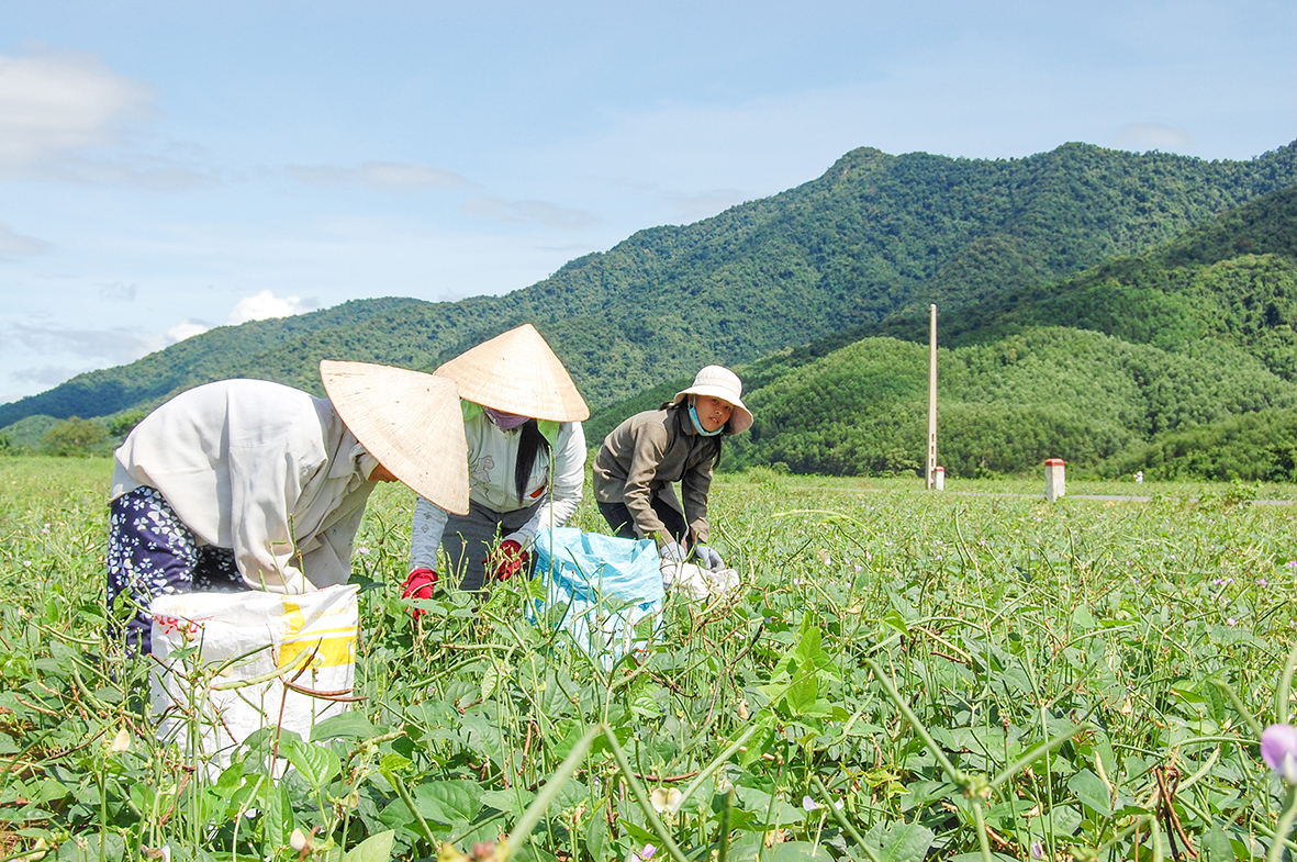Ảnh minh họa. Nguồn: Internet