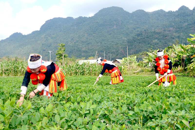 Đến nay, 100% xã vùng đồng bào dân tộc thiểu số (DTTS) và miền núi có hạ tầng viễn thông và được phủ sóng di động