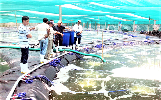 Ngành nuôi trồng thủy sản Nghệ An đảm bảo nguồn cung thực phẩm cho tiêu dùng trong tỉnh và xuất khẩu.
