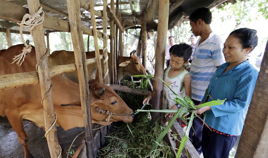 Nhiều gia đình ở Vĩnh Long thoát nghèo nhờ nguồn vốn tín dụng. Ảnh: TL