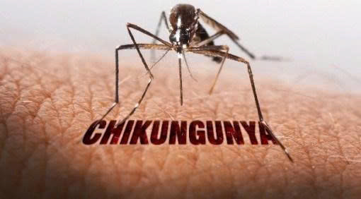 Muỗi đốt truyền bệnh Chikungunya lưu hành tại nhiều địa phương ở nước ta. 