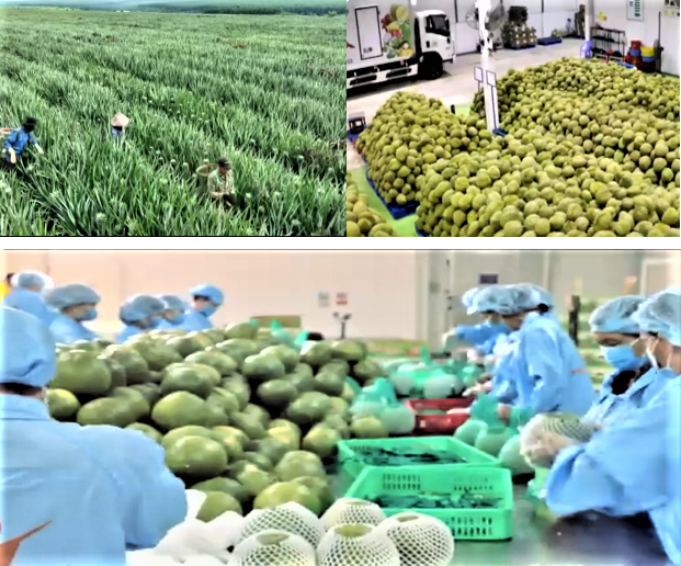 Sản xuất và xuất khẩu nông sản Việt Nam ngày càng phát triển 
