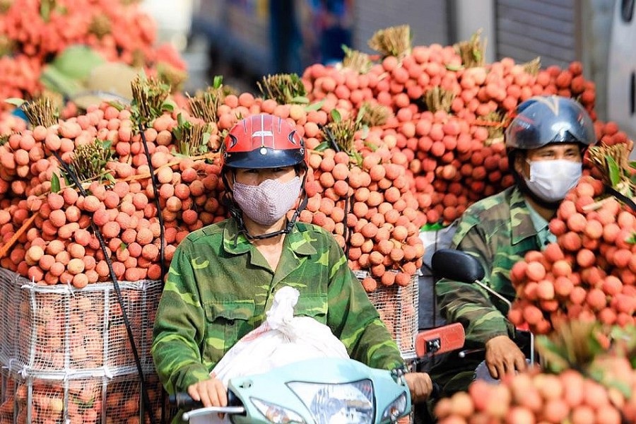 Năm 2025, doanh thu từ quả vải thiều đạt khoảng 3.719 tỷ đồng