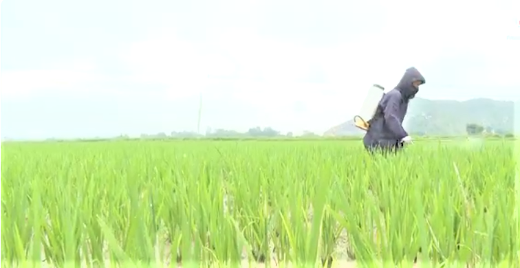 Hoạt động khuyến nông tập trung triển khai Đề án 1 triệu hecta lúa chất lượng cao, phát thải thấp.