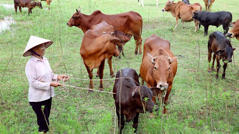 Nghệ An hỗ trợ con giống bò, giúp nông dân tăng thêm thu nhập​​Nguồn: ITN