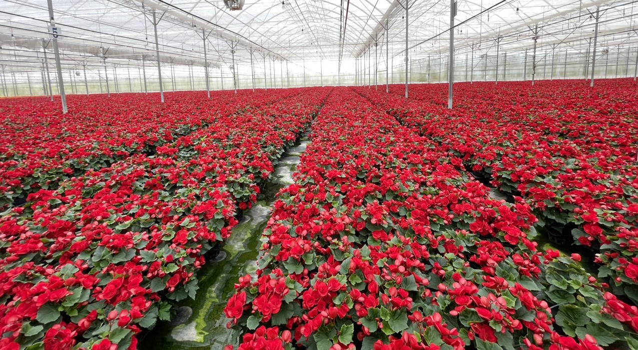 Hoa Thu Hải Đường được trồng cho vụ hoa Tết tại nh&agrave; k&iacute;nh của Dalat Hasfarm. Ảnh: TS