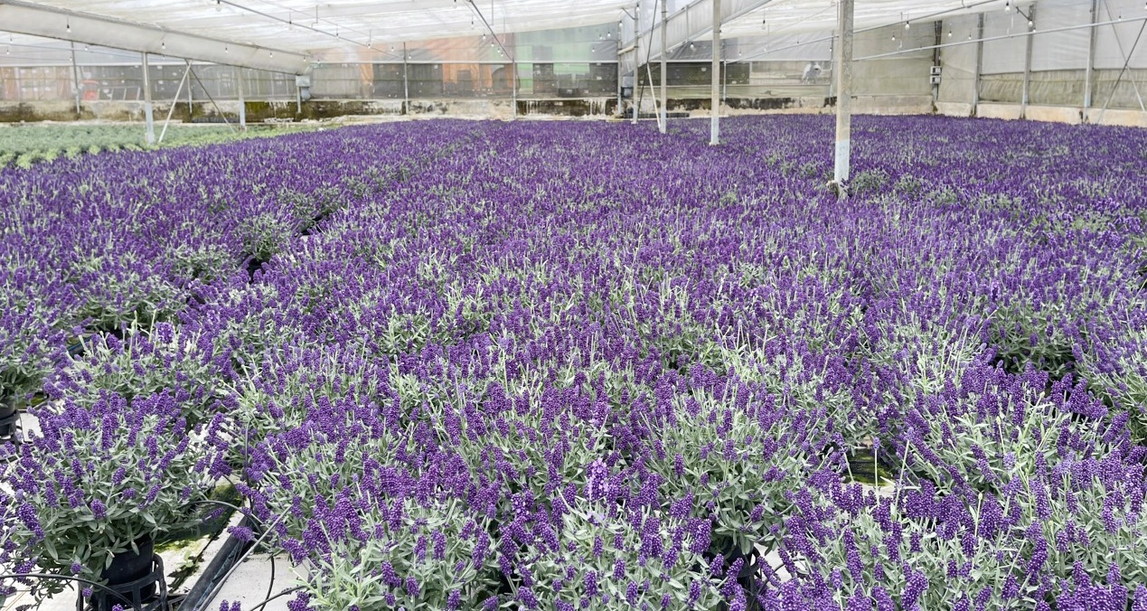 Hoa Lavender - Hoa oải hương được ưa chuộng nhờ v&agrave;o hương thơm dịu d&agrave;ng. Ảnh: C&ocirc;ng H&ugrave;ng