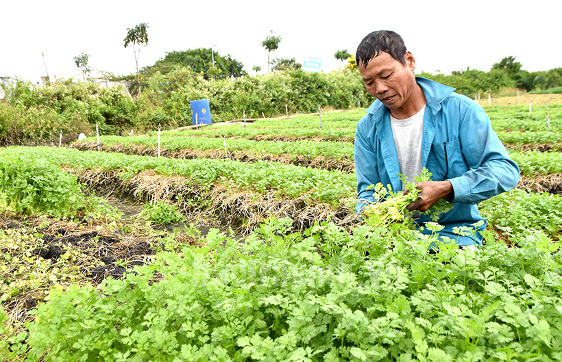 Nông dân Võ Văn Minh thu hoạch rau ngắn ngày. Ảnh: Mẫn Quân