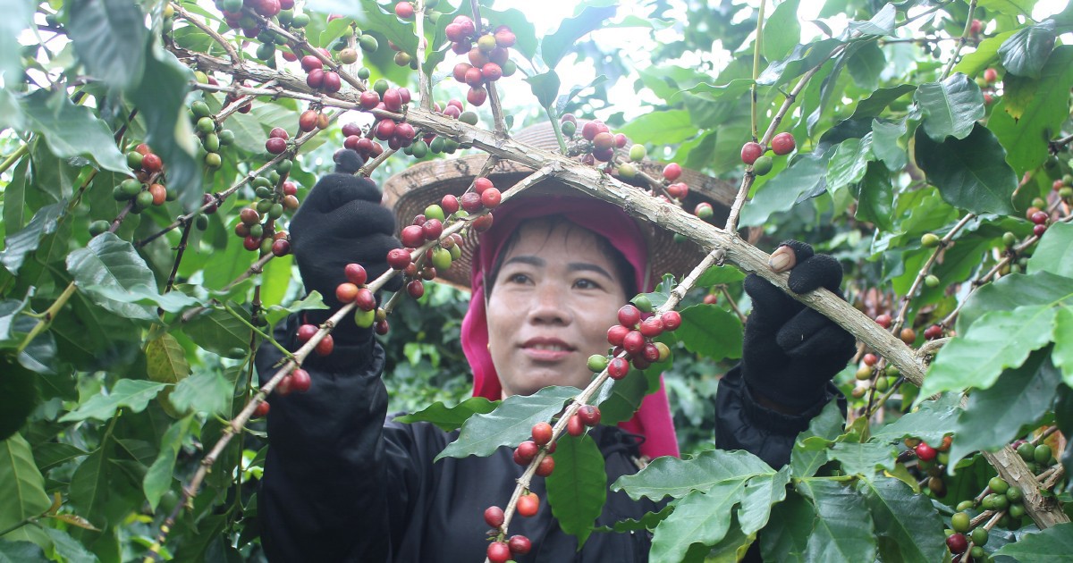 Hợp tác xã Cà-phê Bích Thao đã tạo việc làm thường xuyên cho nhiều lao động tại địa phương.